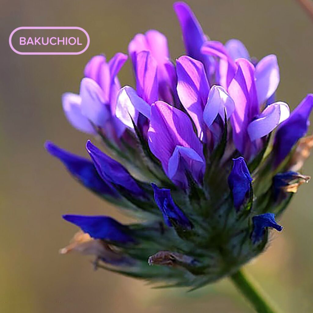 Learn About Bakuchiol- The Natural Retinol Alternative Your Skin Will Love